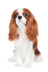 cavalier king charles spaniel dog