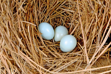 Fototapeta na wymiar bluebird jaja