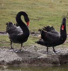 couple de cygnes noirs en parade