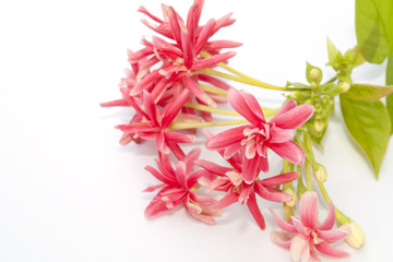 Rangoon creeper flower isolated on the white background