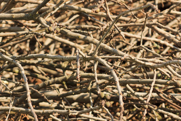 Dead wood texture