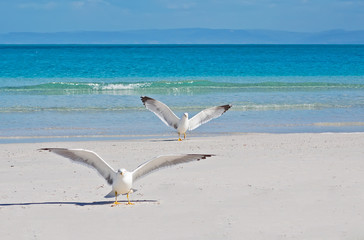 Stintino seagulls