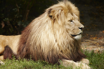 Naklejka premium Lion the king