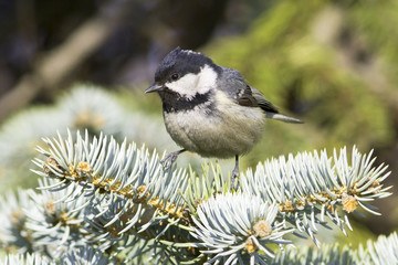 Coal tit (Parus ater) on a fir branch - close up