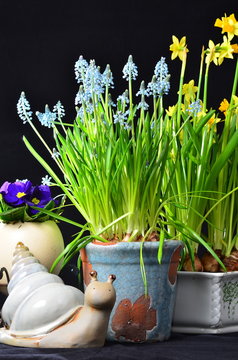 Easter flowers and a snail