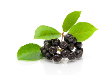 Bunch of ripe black chokeberry on a white background - obrazy, fototapety, plakaty