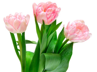 tulips isolated on white background