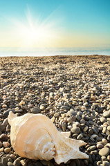 Fototapeta na wymiar Shell on beach with tide at background