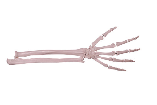 count 5- hand of bones