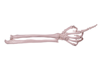showing skeleton hand