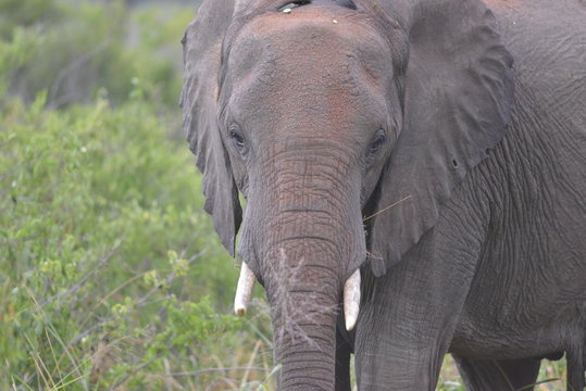 Elefante Africano