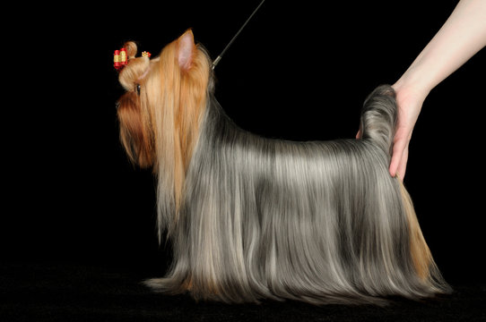 Dog Show Participant Demostrates Yorkshire Terrier