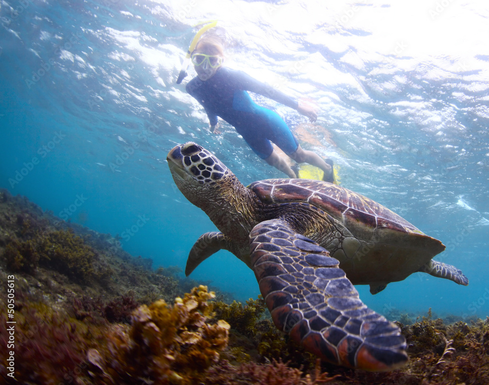 Wall mural Turtle