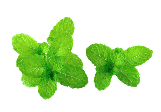Peppermint or mint bunch isolated on white background