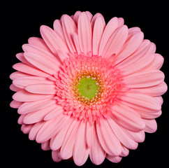 Pink gerbera
