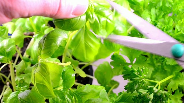 K&uuml;chenkr&auml;uter werden geerntet, hier Oregano