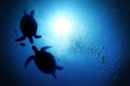 Fototapeta Sea