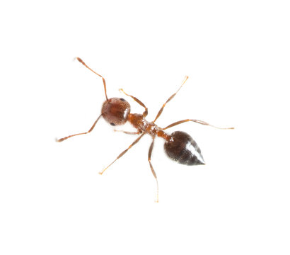 ant on a white background. macro
