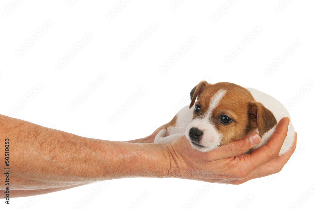 Poster holding cute puppy in hands