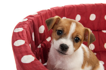 Red spotted pet bed with little puppy