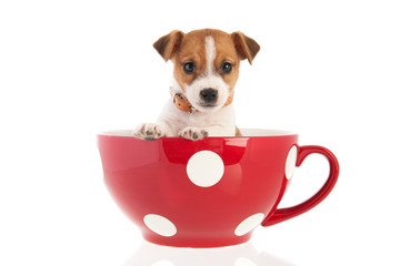 Six weeks old Jack Russel in big coffee cup © Ivonne Wierink