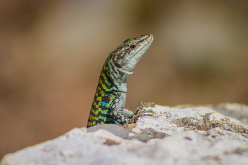 Saurian curious watching