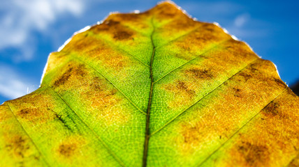 Autumn leaf macro with depth of field