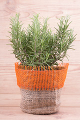 Fresh rosemary