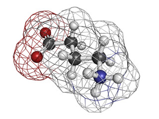 gamma-aminobutyric (GABA) neurotransmitter, molecular model