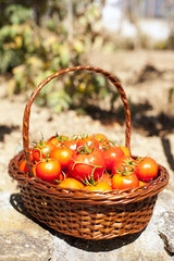 Tomatoes from the farm