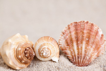 Seashells on sand