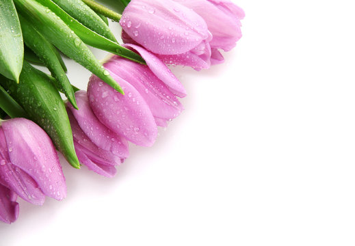 Fototapeta Beautiful bouquet of purple tulips, isolated on white