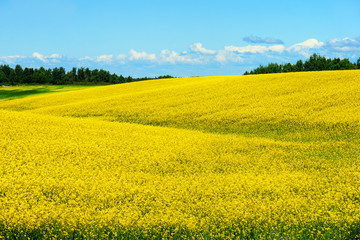 Hills of canola in bloom