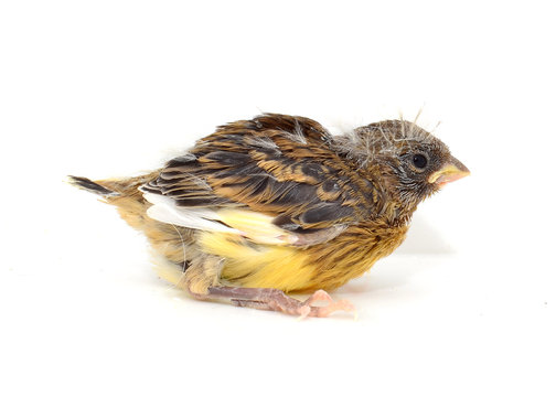 Canario beb&radic;&copy;