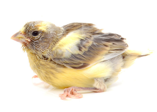 Cr&radic;&ne;a de canario