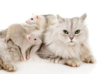 Fototapeta na wymiar Kot i myszy razem. samodzielnie na białym tle