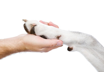 Human hand holding dog paw. isolated on white