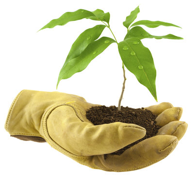 concept environnement, &eacute;cologie, reboisement