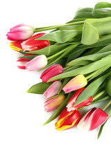 Beautiful tulips in bucket isolated on white