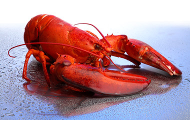 Red lobster on blue background