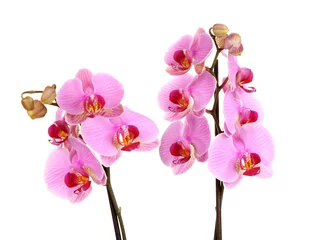 Keuken foto achterwand Orchidee Zachte mooie orchidee geïsoleerd op wit