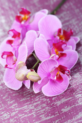 Naklejka na ściany i meble Gentle beautiful orchid on wooden table close-up