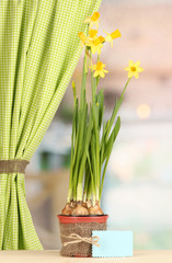Beautiful yellow daffodils in flowerpot on window background