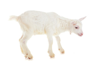 goat , isolated