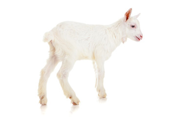 Obraz premium goat , isolated