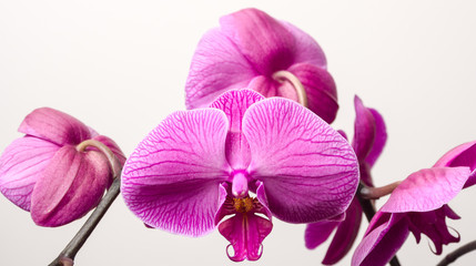 Fototapeta na wymiar Orchid blossoms