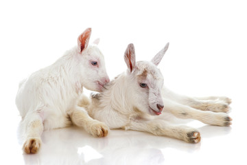 Two kids of a goat, isolated