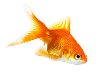 Gold fish isolated