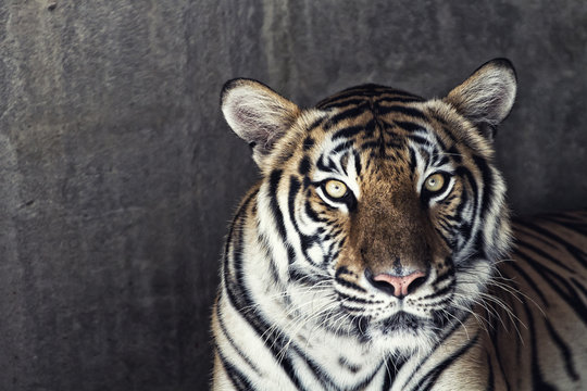 Portrait of a beautiful tiger