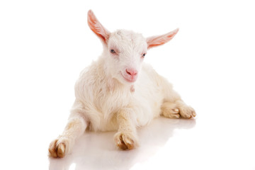goat , isolated © cs333